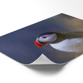 Papageientaucher in Island Poster (Ecke)
