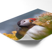 Papageientaucher in Island Poster (Ecke)