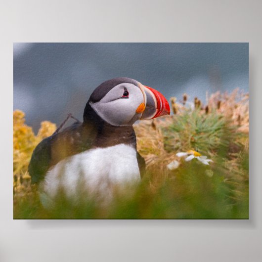 Papageientaucher in Island Poster (Vorne)