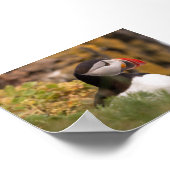Papageientaucher in Island Poster (Ecke)