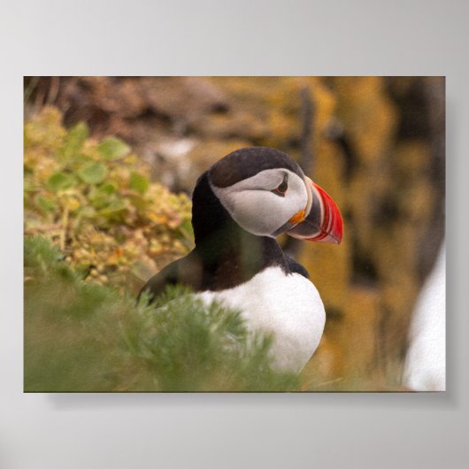 Papageientaucher in Island Poster (Vorne)