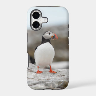 Papageientaucher Iphone Rechtssache 5