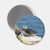 Papageientaucher Magnet (Vorderseite/Rückseite)