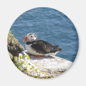 Papageientaucher Magnet (Vorne)