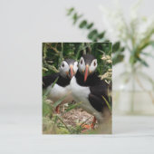 Papageientaucher-Paare Postkarte (Stehend Vorderseite)