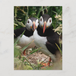 Papageientaucher-Paare Postkarte