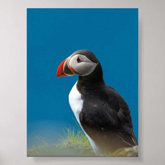 Papageientaucher Poster (Vorne)