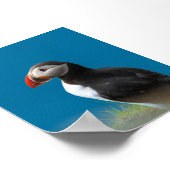 Papageientaucher Poster (Ecke)
