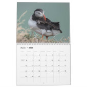 Papageientaucher-Wandkalender Kalender (Mär 2026)