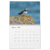 Papageientaucher-Wandkalender Kalender (Feb 2026)