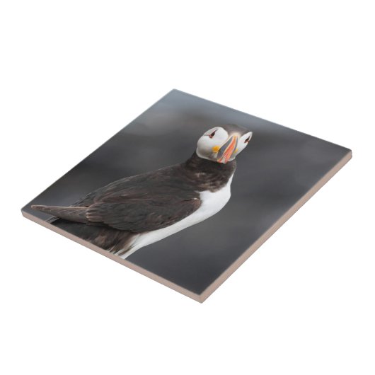 Papageientauchervogel Fliese (Seite)