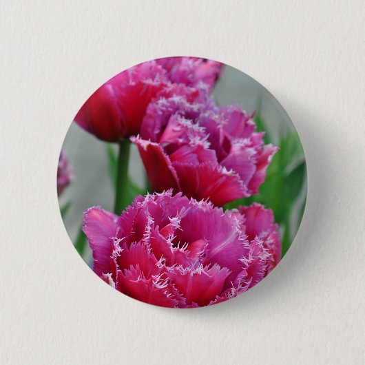 Papageientulis Button (Vorderseite)