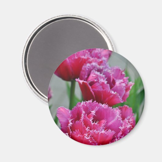 Papageientulis Magnet (Vorderseite/Rückseite)