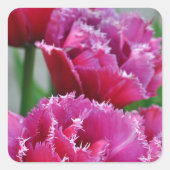 Papageientulis Quadratischer Aufkleber (Vorderseite)