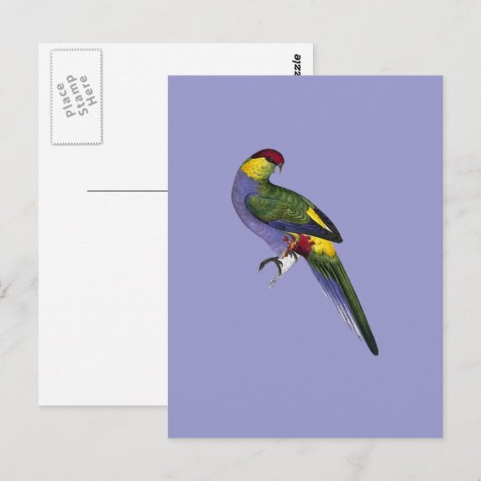Papageienvogel Postkarte (Vorne/Hinten)