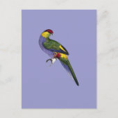 Papageienvogel Postkarte (Vorderseite)