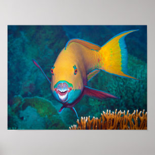 Papageifisch - Auffallendes Make-Up! Farbige Foto  Poster