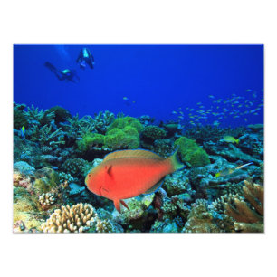 Papageifisch Scarus Fotodruck