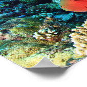 Papageifisch Scarus Poster (Ecke)