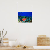 Papageifisch Scarus Poster (Küche)