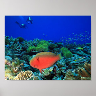 Papageifisch Scarus Poster