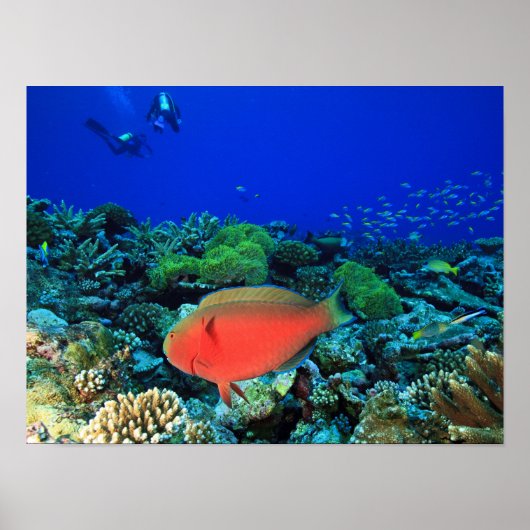 Papageifisch Scarus Poster (Vorne)