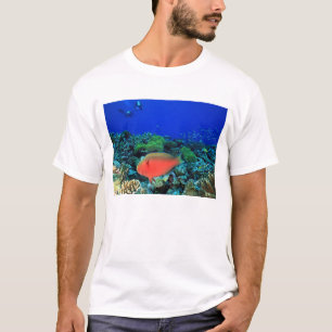 Papageifisch Scarus T-Shirt