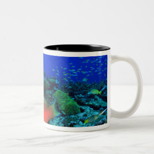 Papageifisch Scarus Zweifarbige Tasse