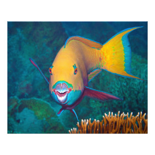 Papageifisch - Schlagkräftiges Make-Up! Farbige Fo Fotodruck