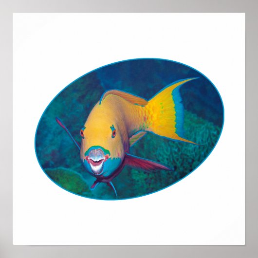 Papageifisch Unterwasserfoto - Fotodesign | Poster (Vorne)