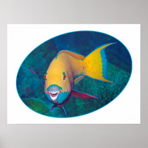 Papageifisch Unterwasserfoto - Fotodesign Poster