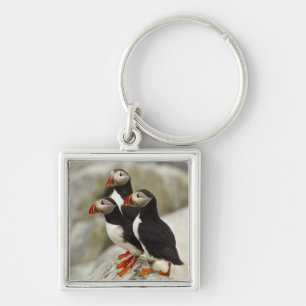 Papageitaucher auf Machias Seal Island Schlüsselanhänger
