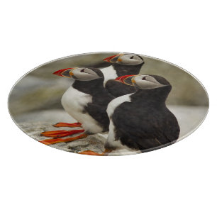 Papageitaucher auf Machias Seal Island Schneidebrett