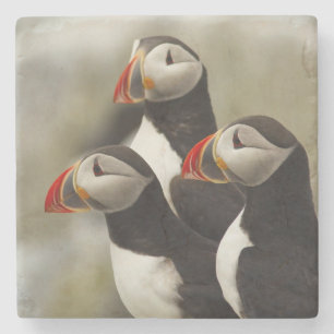 Papageitaucher auf Machias Seal Island Steinuntersetzer