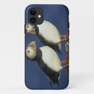 Papageitaucher iPhone 11 Hülle