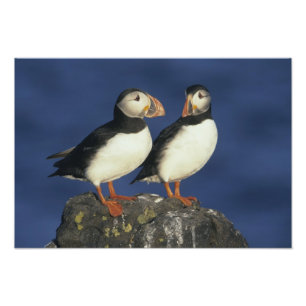 Papageitaucher Fotodruck