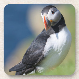 Papageitaucher (Fratercula Arctica) auf Klippe 2 Untersetzer