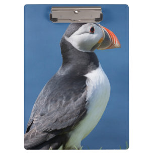 Papageitaucher (Fratercula Arctica) auf Klippe Klemmbrett