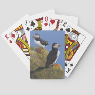 Papageitaucher (Fratercula arctica) auf Klippe Spielkarten