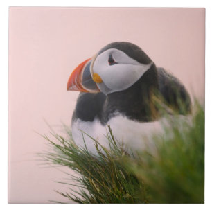 Papageitaucher (Fratercula arctica) Fliese