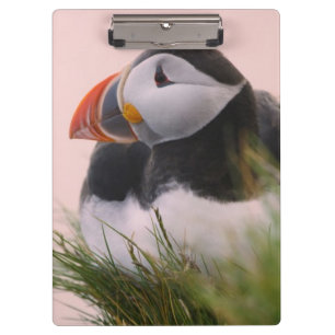 Papageitaucher (Fratercula arctica) Klemmbrett