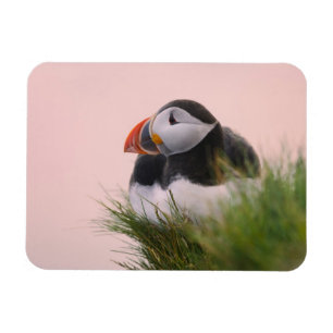 Papageitaucher (Fratercula arctica) Magnet