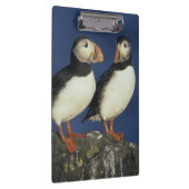 Papageitaucher Klemmbrett (Rechts)