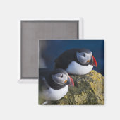 Papageitaucher Magnet (Vorderseite/Rückseite)