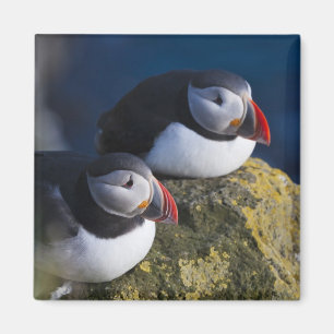 Papageitaucher Magnet
