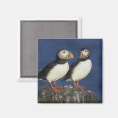 Papageitaucher Magnet (Vorderseite/Rückseite)