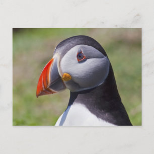 Papageitaucher-Porträt-Postkarte Postkarte