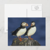 Papageitaucher Postkarte (Vorne/Hinten)