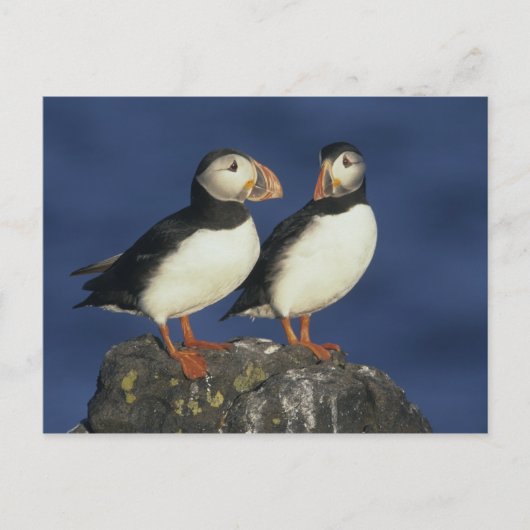 Papageitaucher Postkarte (Vorderseite)