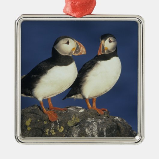 Papageitaucher Silbernes Ornament (Vorne)